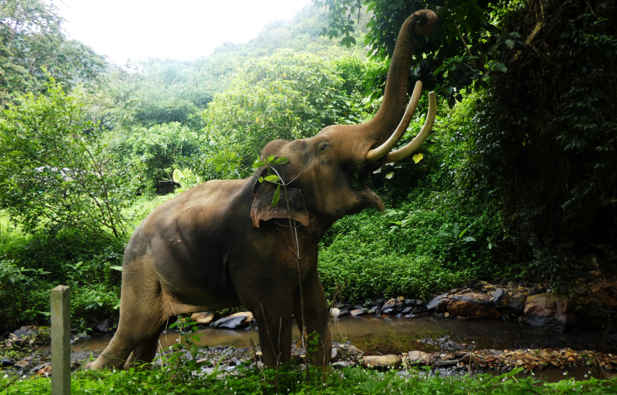 den første ubehageligt Brutal Færre elefanter skal pines i turistindustrien | Verdens bedste nyheder